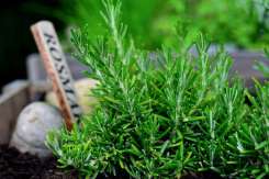 Plantele care te scapă imediat de țânțari și muște