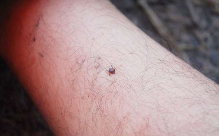 Boala rară transmisă de căpușe care dă fiori la începutul sezonului cald