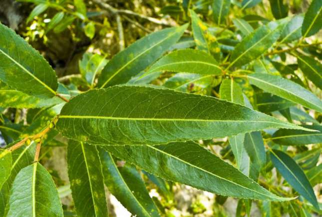 Această plantă poate înlocui aspirina! Iată cum să o foloseşti