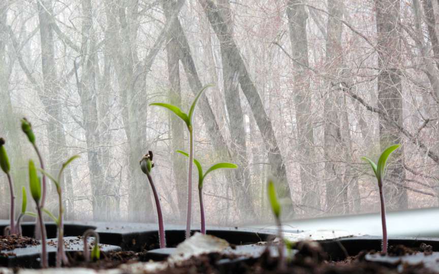 Iarnă doar în calendar. Vezi cum îți afectează sănătatea temperaturile anormale pentru ianuarie!