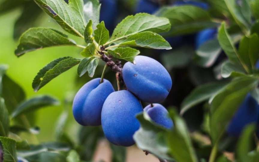 Șase efecte benefice ale consumului de prune