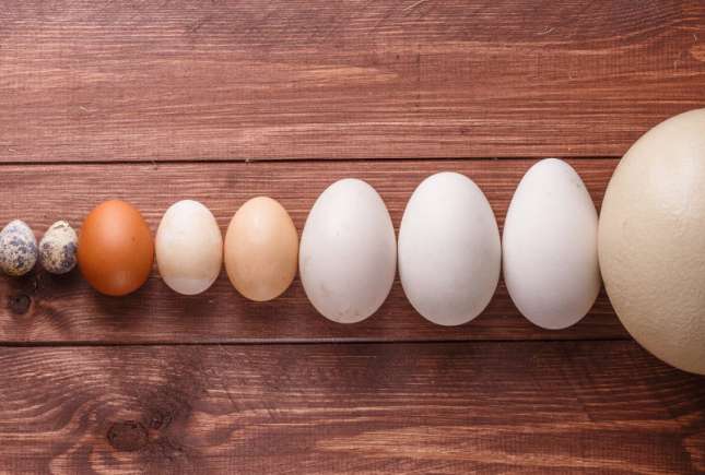 Ouă de găină, prepeliță, rață sau gâscă – care sunt cele mai sănătoase?