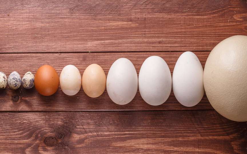 Ouă de găină, prepeliță, rață sau gâscă – care sunt cele mai sănătoase?