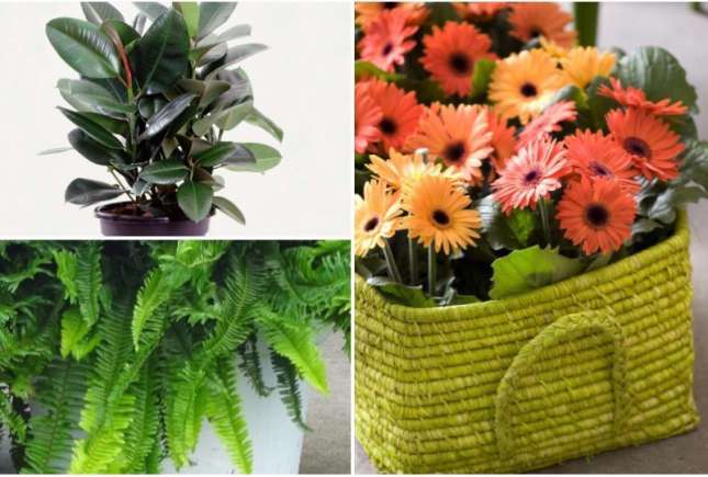 Top 11 cele mai sănătoase plante de apartament