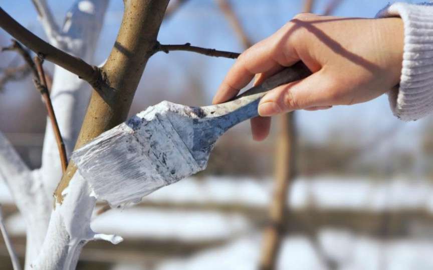 Văruirea pomilor fructiferi în luna martie. Când și cum să o faci