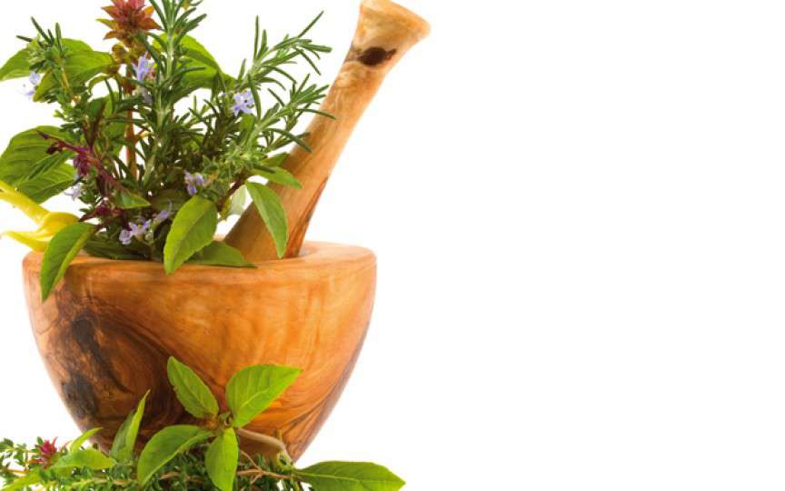 TOP 10 plante medicinale cu efect de antibiotic