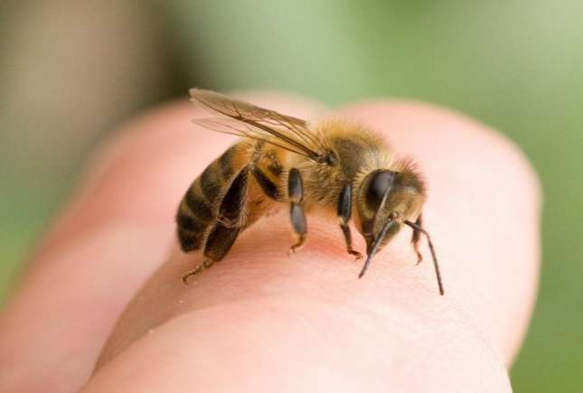 Pișcăturile de insecte la copii pot fi tratate cu ulei de cocos