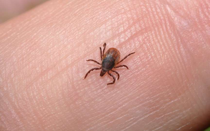 Sfatul medicului: Cum trebuie să acționăm în cazul în care am fost mușcați de o căpușă