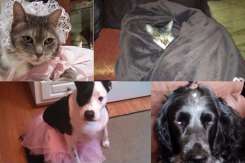 Iată de ce nu ar trebui să vă lăsați copiii singuri cu animalele