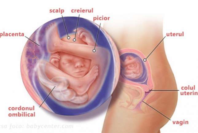 Medic obstetrician-ginecolog despre schimbările după naștere: În sarcină uterul se mărește de 50 de ori