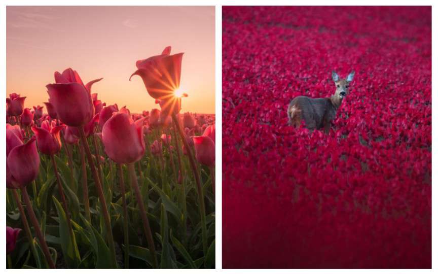 Fotografii cu lalele care vă vor face să vreți să vizitați Olanda