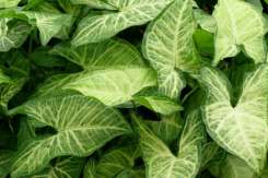 Planta care nu trebuie să-ți lipsească din locuință. Este considerată o adevărată binecuvântare, aduce norocul, sănătatea și iubirea în casa celor ce o au