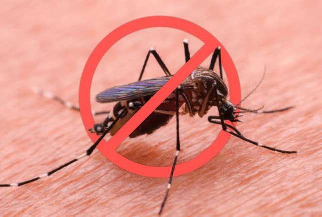 Cum să te protejezi de țânțari fără chimicale: 5 metode naturale eficiente