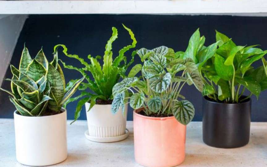 Plante care purifică aerul din casă